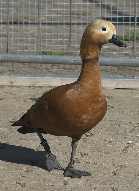 策能力